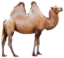 Camel Isolated On A White Background Sticker