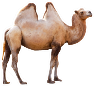 Camel Isolated On A White Background Sticker
