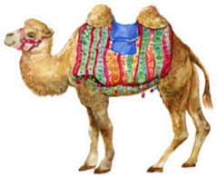Camel Isolated Watercolor Sticker