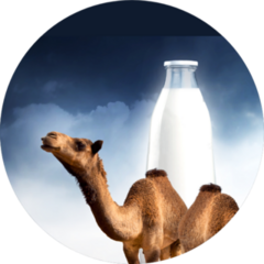 Camel Milk Illustration Sticker