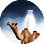 Camel Milk Illustration Sticker