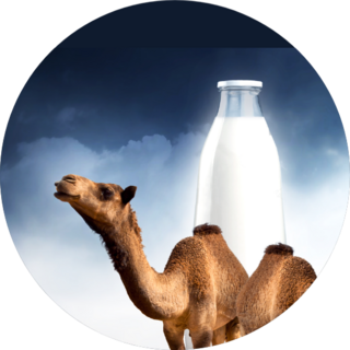Camel Milk Illustration Sticker