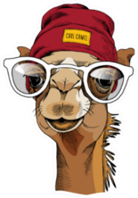 Camel Portrait With A Glasses And In A Hipster Hat Sticker