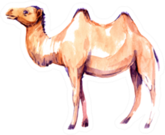Camel. Watercolor Illustration Sticker