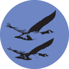 Canada Geese Flying Sticker