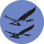 Canada Geese Flying Sticker