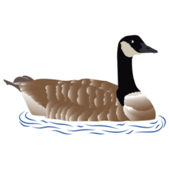 Canadian Goose Swimming Sticker 