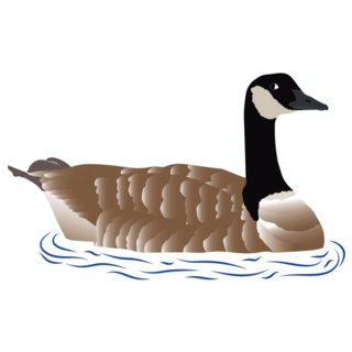Canadian Goose Swimming Sticker 