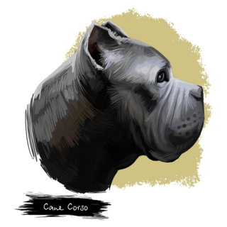 Cane Corso Breed Sticker
