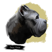 Cane Corso Breed Sticker
