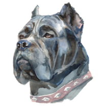 Cane Corso Collar Sticker