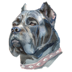 Cane Corso Collar Sticker