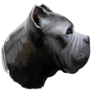 Cane Corso Head Sticker