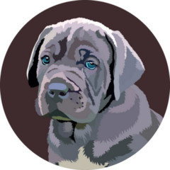 Cane Corso Pup Portrait Sticker