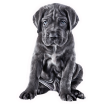 Cane Corso Puppy Sticker