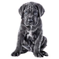 Cane Corso Puppy Sticker