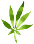 Cannabis Green Leaves Floral Foliage Sticker