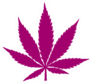 Cannabis Illustration Pink Sticker