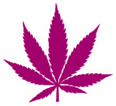 Cannabis Illustration Pink Sticker