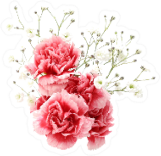 Carnation And Gypsophila Sticker