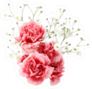 Carnation And Gypsophila Sticker