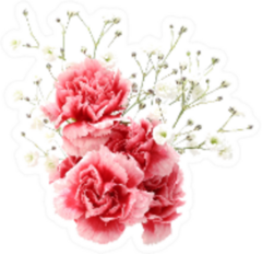 Carnation And Gypsophila Sticker
