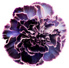 Carnation Flower Bright Purple And Violet Color Sticker