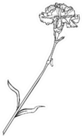 Carnation Flower On A Long Stem Monochrome Sticker