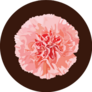 Carnation Flower On Brown Sticker