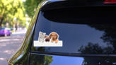 Cat, Dog And Ferret Over White Banner Sticker on a Rear Car Window (New) example
