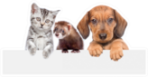 Cat, Dog And Ferret Over White Banner Sticker