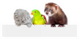 Cat, Ferret And Parrot Look Together Sticker