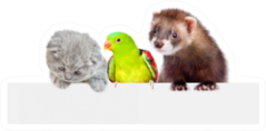 Cat, Ferret And Parrot Look Together Sticker