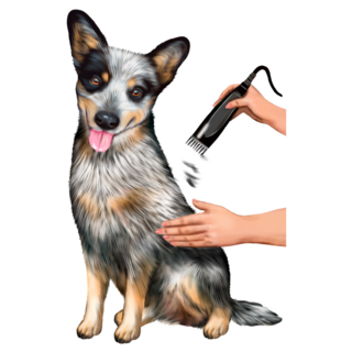 Cattle Dog Grooming Sticker