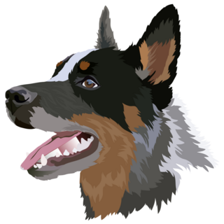 Cattle Dog Head Sticker
