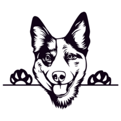 Cattle Dog Peeking Sticker