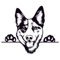 Cattle Dog Peeking Sticker