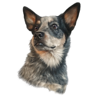 Cattle Dog Portrait Sticker