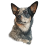 Cattle Dog Portrait Sticker