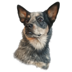 Cattle Dog Portrait Sticker