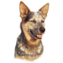 Cattle Dog Smile Sticker