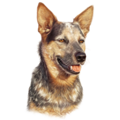 Cattle Dog Smile Sticker
