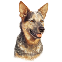 Cattle Dog Smile Sticker