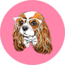 Cavalier King Charles Spaniel in Glasses Sticker
