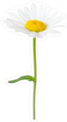 Chamomile Daisy Sticker