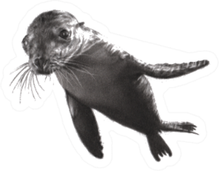 Charcoal Painting Of Sea Lion On Paper Sticker