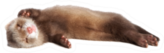 Charming Ferret Sleeps Sweetly Sticker