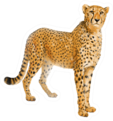 Cheetah Color Pencil Drawing Sticker