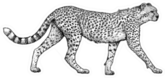 Cheetah Illustration, Drawing, Engraving Style Sticker