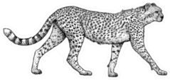 Cheetah Illustration, Drawing, Engraving Style Sticker